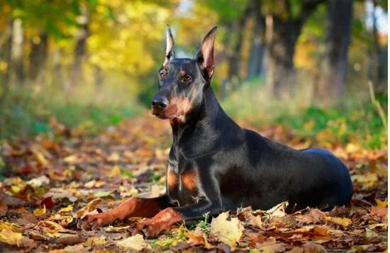 狗狗智商排名,79只最聪明的狗狗排名大全(泰迪第二)