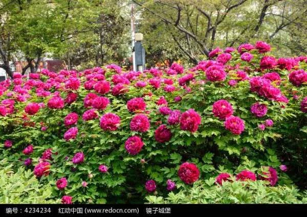 最美的风景是什么？