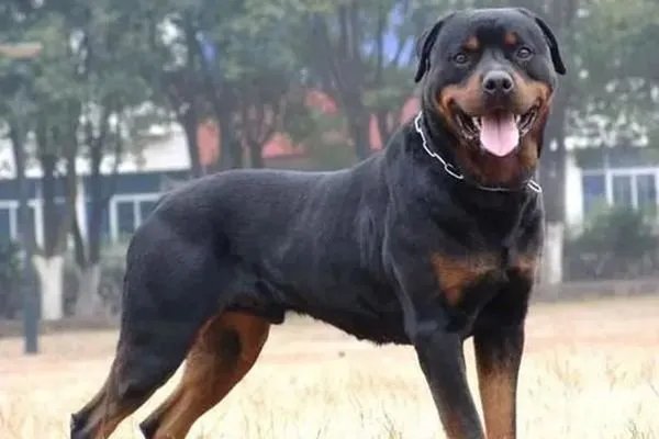 什么狗是小偷的克星 小偷最害怕的几种狗