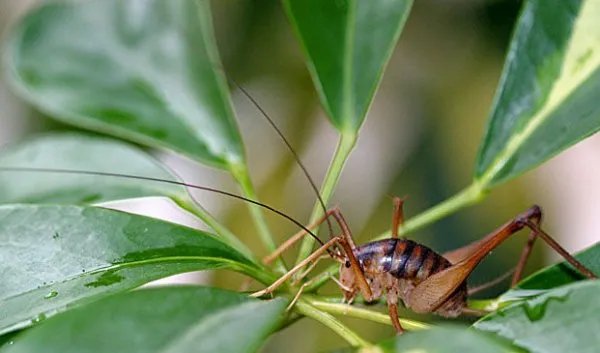 蛛丝马迹这是什么动物