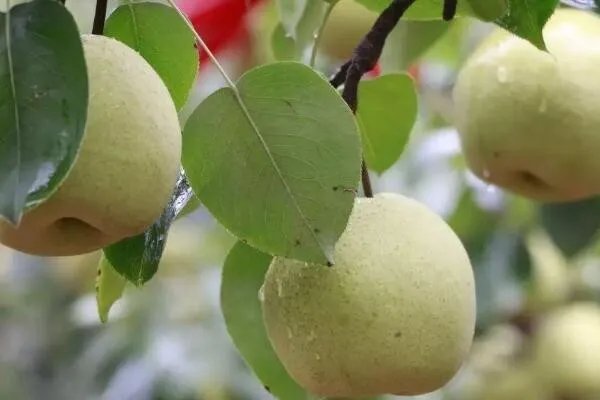 洛阳特产有哪些？