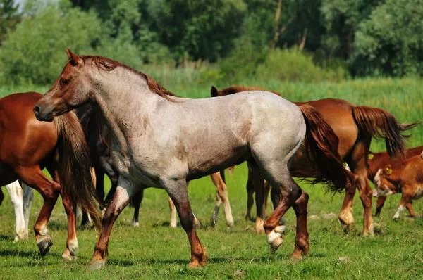 属马人的婚姻与命运 属马的人婚姻运势如何