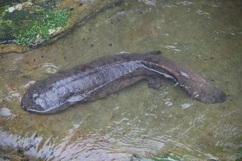 两栖动物有哪些?