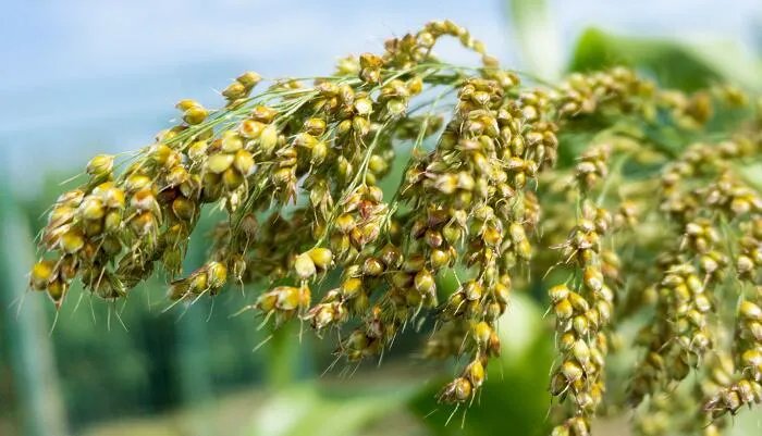 春种一粒粟全诗拼音