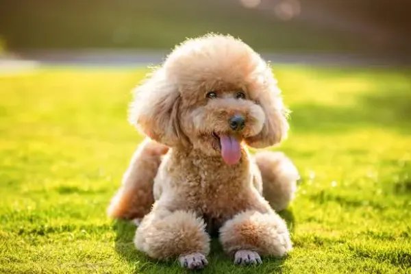 世界犬类智商排名