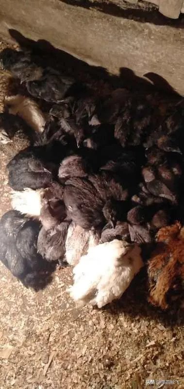 新冠疫情结束后，你最想做的事情是什么？