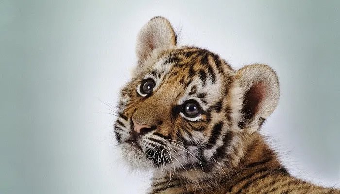 萌是什么意思 萌的含义是什么