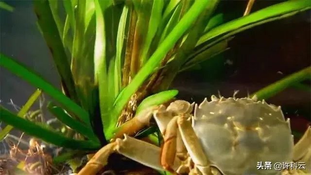 上联:请？下联:鱼虾月中游？