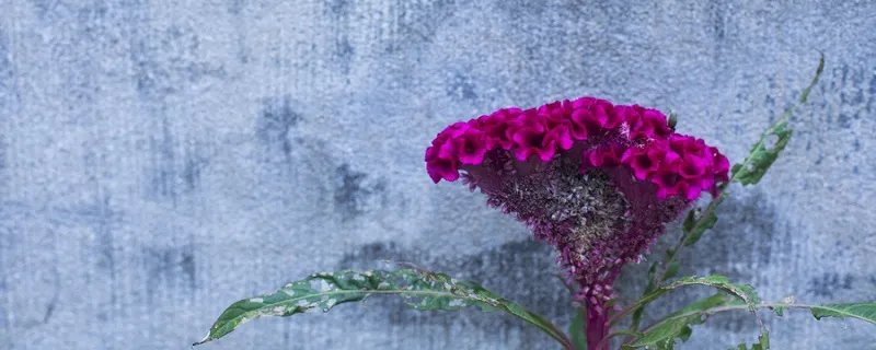 鸡冠花的功效与作用 鸡冠花图片