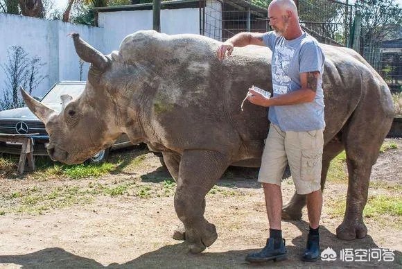 白犀牛真的是世界上最大的犀牛吗？
