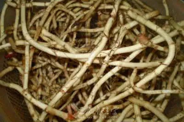 咳嗽有黄痰怎么办  这些食疗方法推荐给你