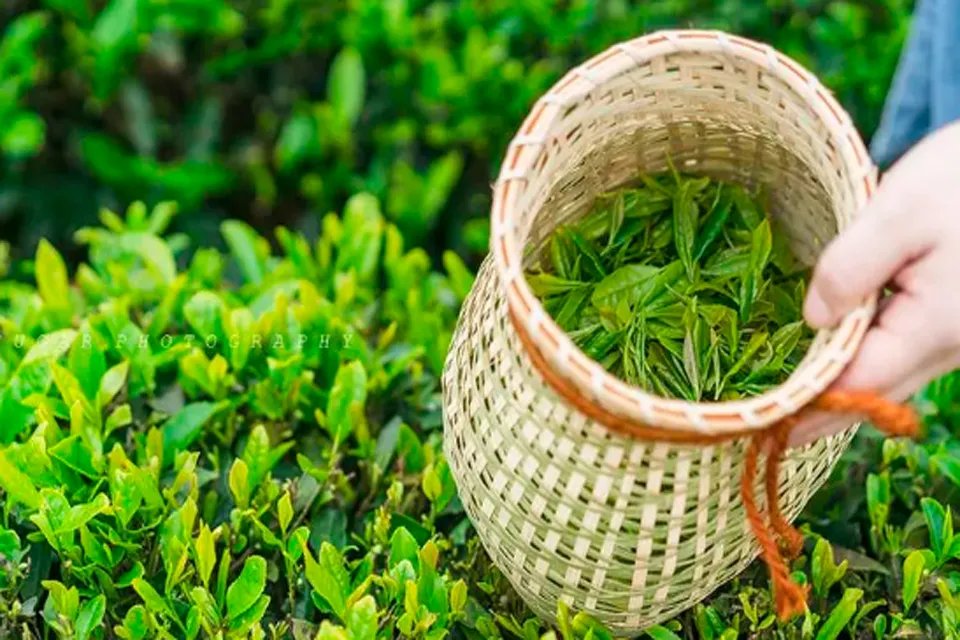 福建名茶有哪些品牌 福建名茶有哪些品种