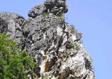 石灰岩是属于（）？