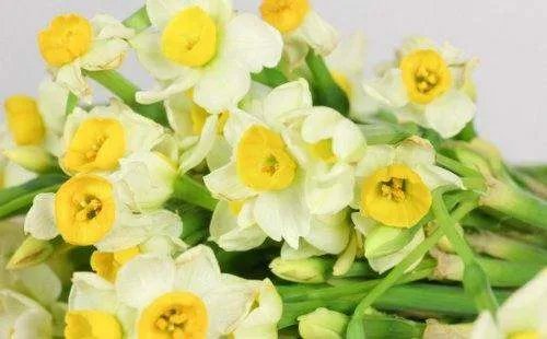 水仙花花语是什么？