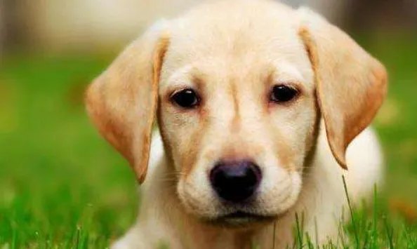 什么狗狗最聪明？狗的智商排名大全（附图片）