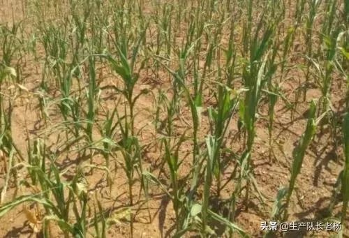 今天全国项城天气查询