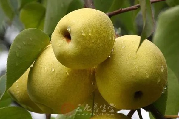 咳嗽有黄痰怎么办  这些食疗方法推荐给你