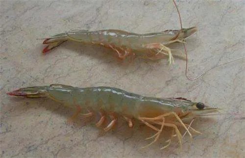 南美白对虾和对虾有什么区别