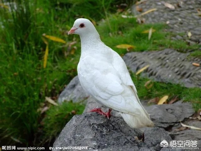 经常在电视剧里听到老北京上空嘤嘤嘤的声音是什么?