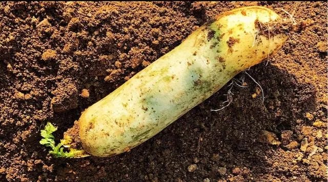 萝卜怎么做好吃?