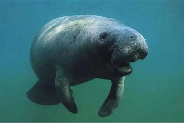 海洋中的海牛与大象的关系