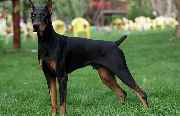 什么狗狗最聪明？狗的智商排名大全（附图片）