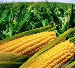 今天全国项城天气查询