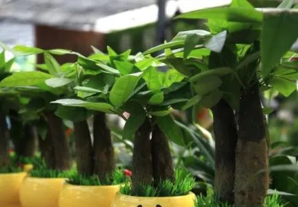 发财树的养殖方法和注意事项