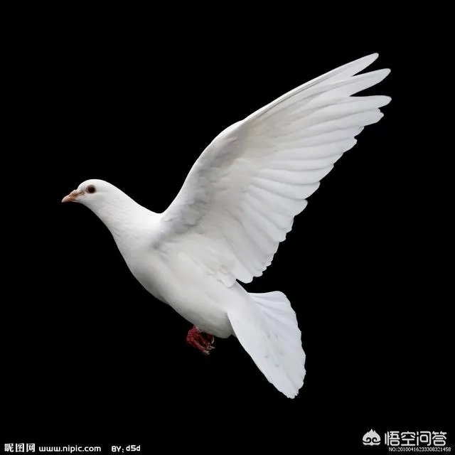 经常在电视剧里听到老北京上空嘤嘤嘤的声音是什么?