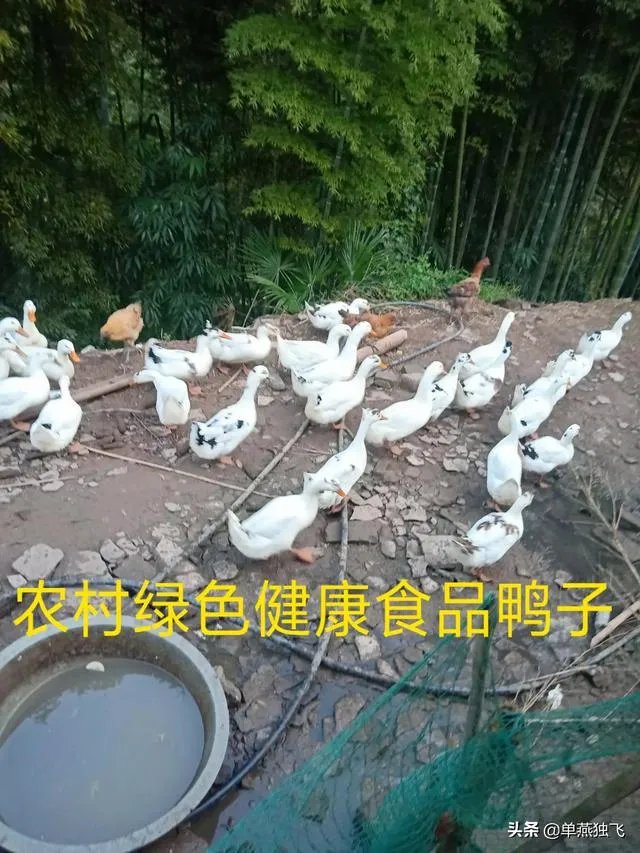 新冠疫情结束后，你最想做的事情是什么？