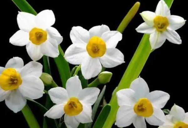 水仙花花语是什么？