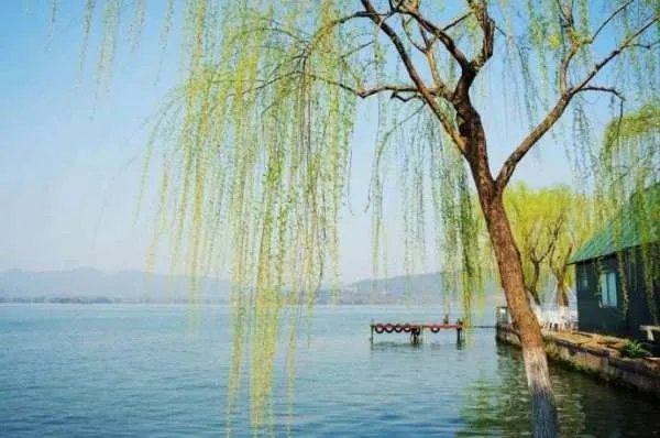 植物如何传播种子举例子