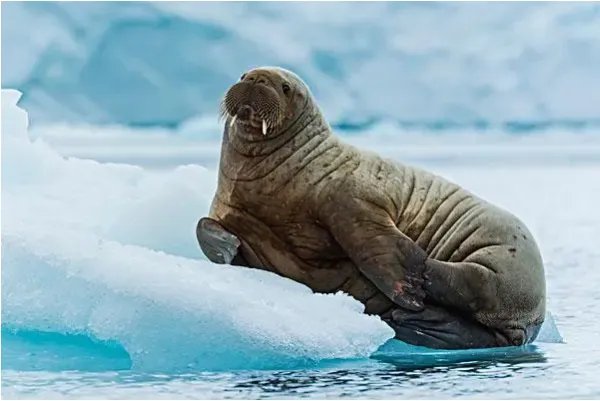 海洋中的海牛与大象的关系