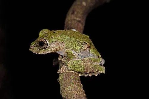 两栖动物有哪些?