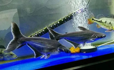 虎头鲨吃什么？