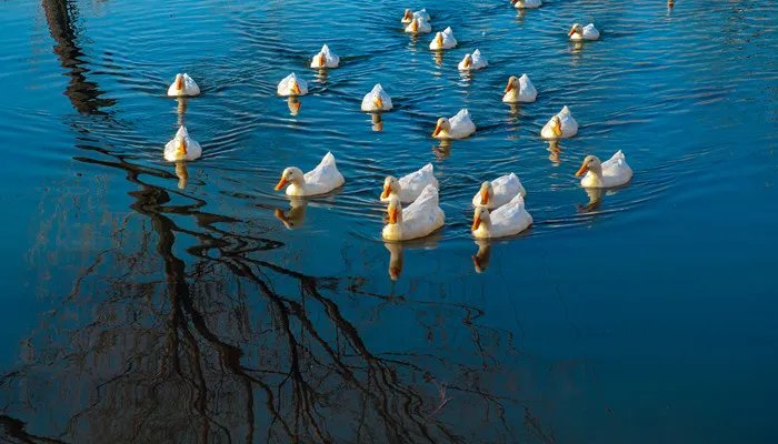 抓鸭子是什么梗 抓鸭子是什么意思