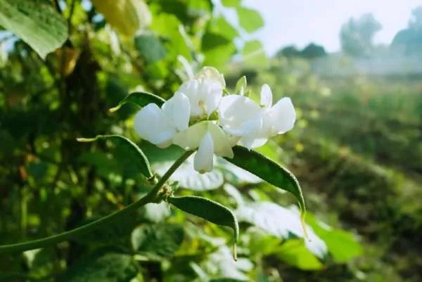 ohmyladygaga是什么意思