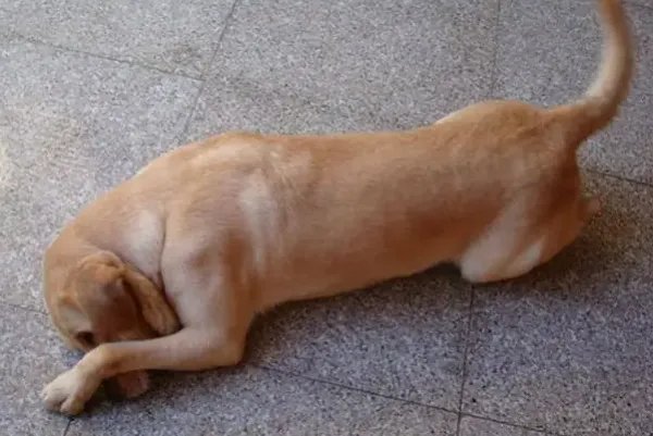 两男子持棍打狗，女子哭泣阻拦，男子为何这么做？他们的行为有多恶劣？