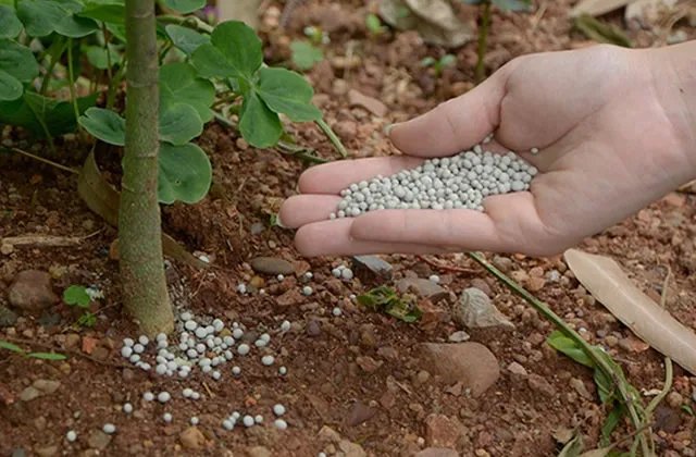 钾肥的作用是什么 钾肥有哪些种类