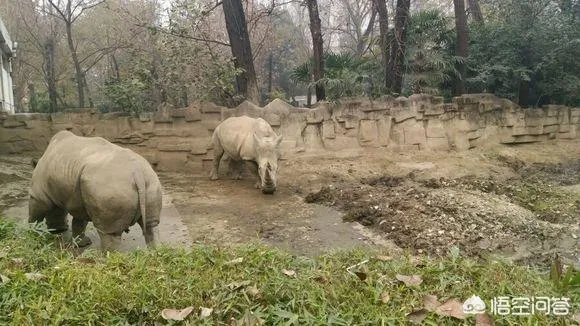 白犀牛真的是世界上最大的犀牛吗？