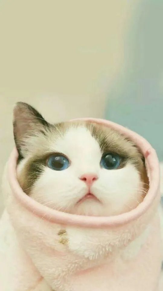 求推荐一些可爱的QQ头像？