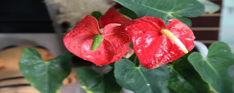 红掌的养殖方法和注意事项 红掌的养殖方法和注意事项有哪些