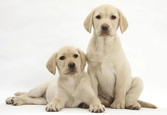 狗狗智商排名,79只最聪明的狗狗排名大全(泰迪第二)