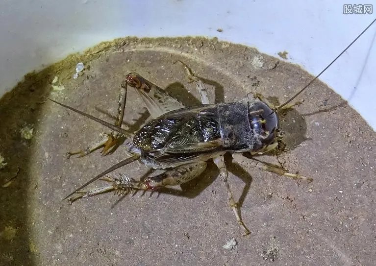 山东现天价蛐蛐 售价11万背后暗藏秘密