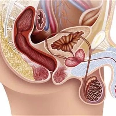 睾丸胀痛是什么原因