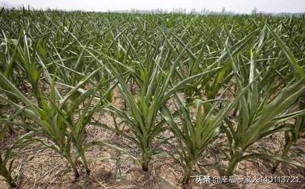 今天全国项城天气查询