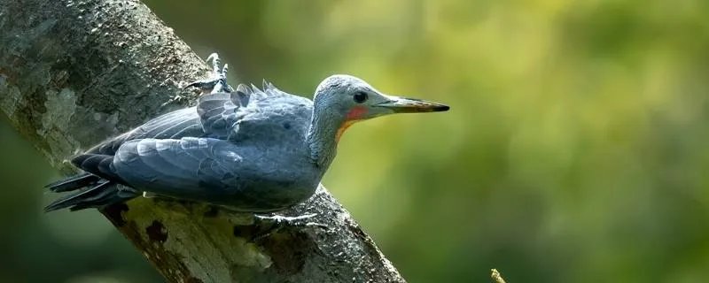 森林里的益鸟有哪些