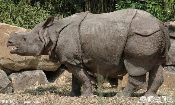 白犀牛真的是世界上最大的犀牛吗？
