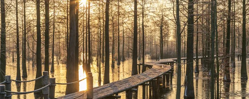 水杉是什么植物 水杉是什么植物生物
