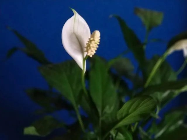 如何评价iBoy，真实实力如何？